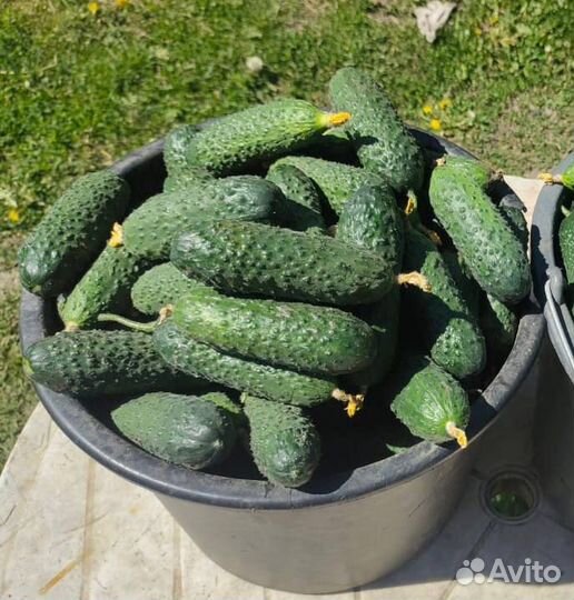 Огурцы свежие опт и розница