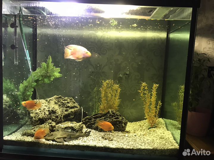 Аквариум