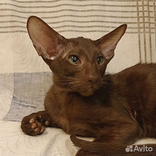 Ориентальные котята