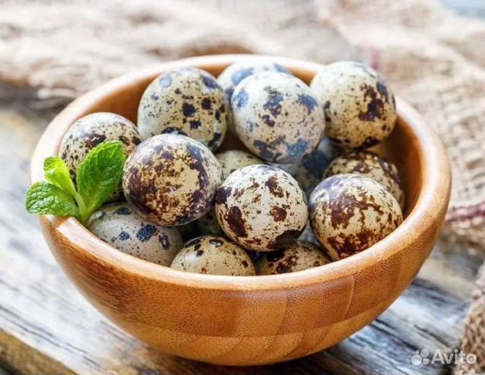 Яйцо и мясо домашнее перепелиное, инкубационное