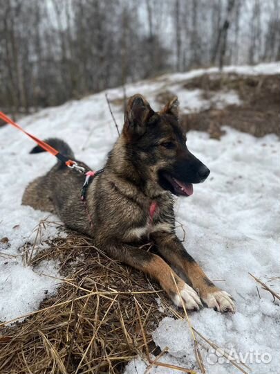 Совсем еще малышка ищет дом