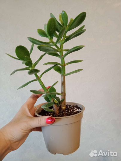 Крассула толстянка