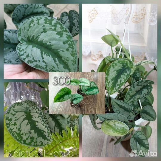 Эпипремнумы, сциндапсусы