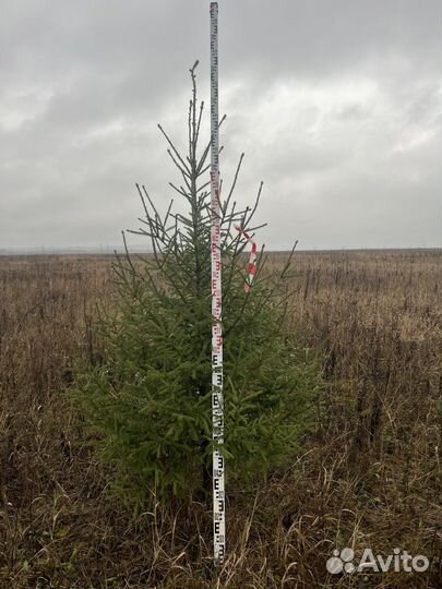 Ель (ёлка)новогодняя оптом