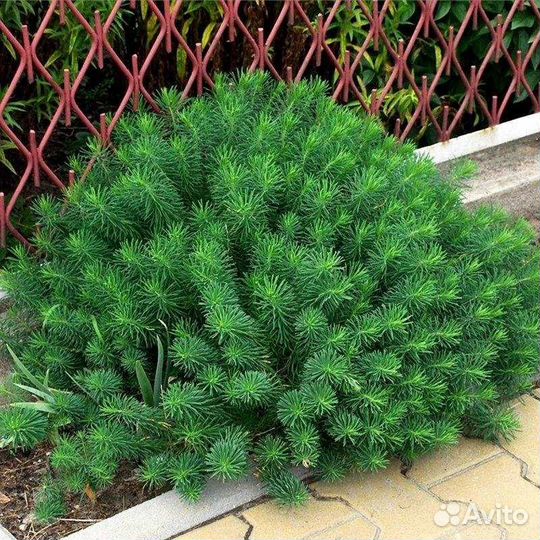 Молочай кипарисовый