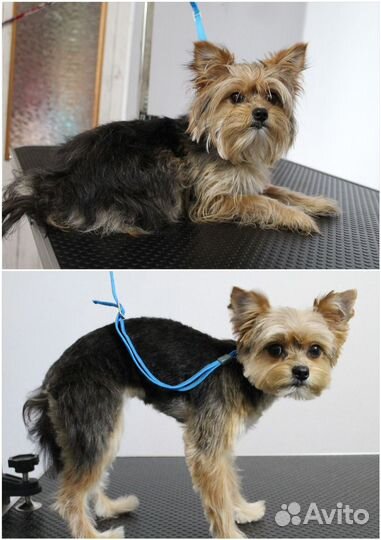 Грумер. Стрижка животных