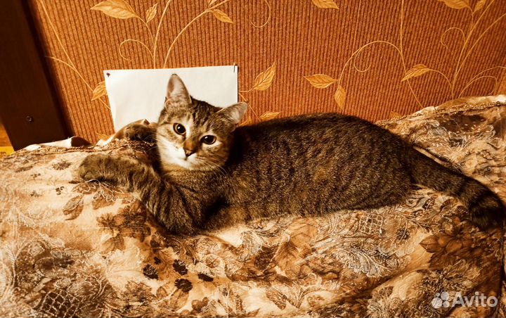 Кошка Табби