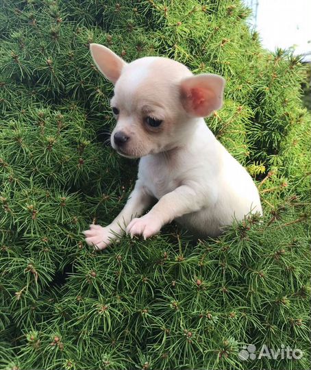 Щенки чихуахуа