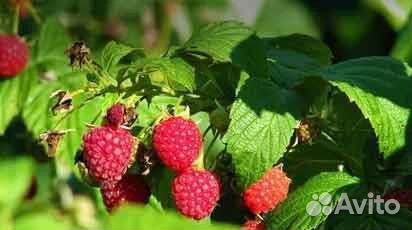 Ремонтантная малина