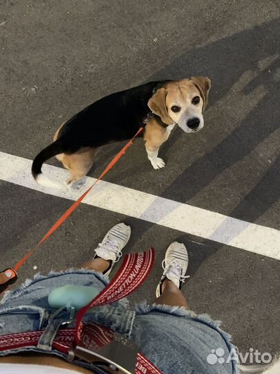 Вязка кобель бигль