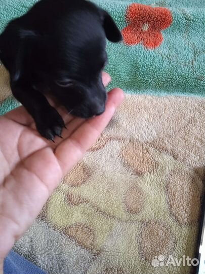 Той-терьер щенки