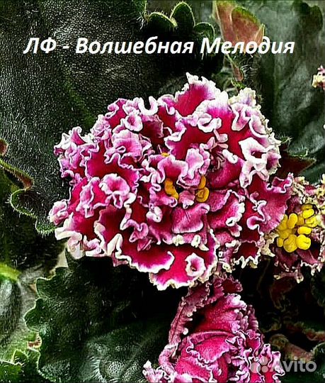 Сортовые фиалки