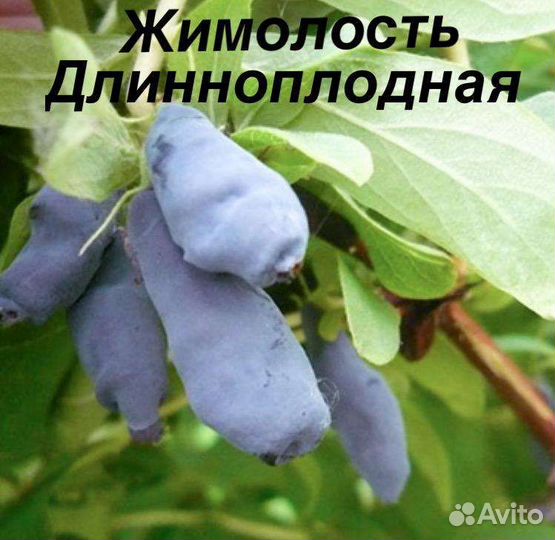 Жимолость съедобная