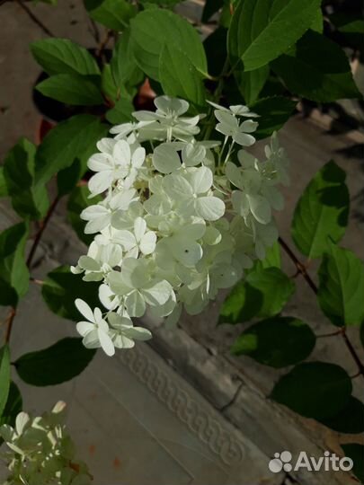 Гортензия метельчатая Limelight 3-хлетний куст