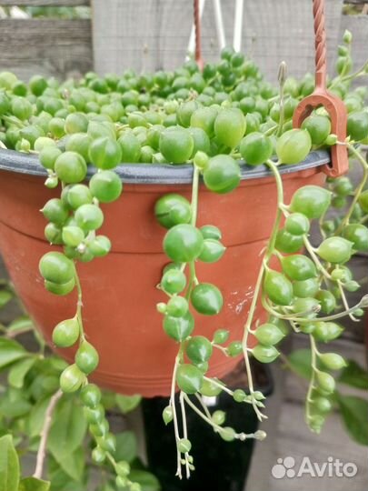 Крестовник