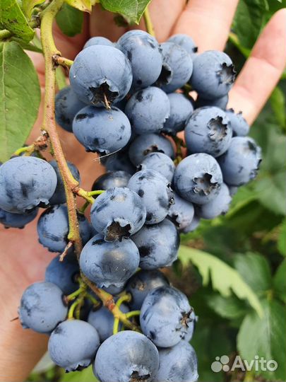 Голубика садовая саженцы