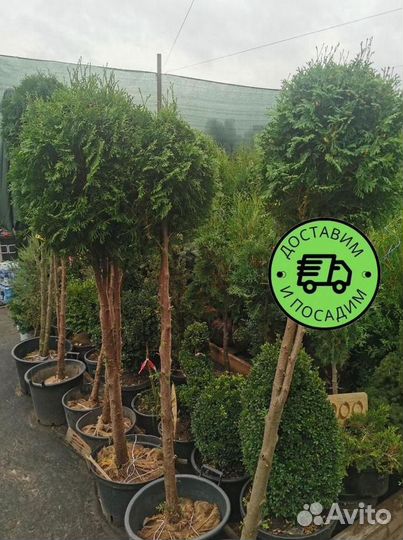 Туя Колумна Формированная