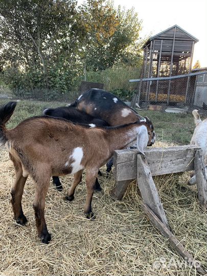 Англо-Нубийские козы и козлята