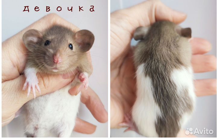 Крыса. Крысята Дамбо. Редкие окрасы