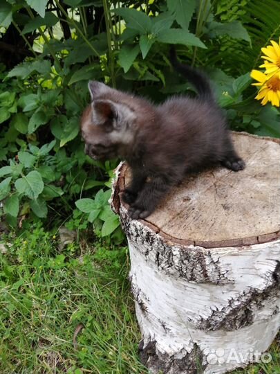 Котики бесплатно в добрые руки