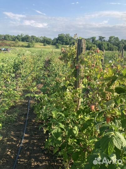 Саженцы ремонтантной малины