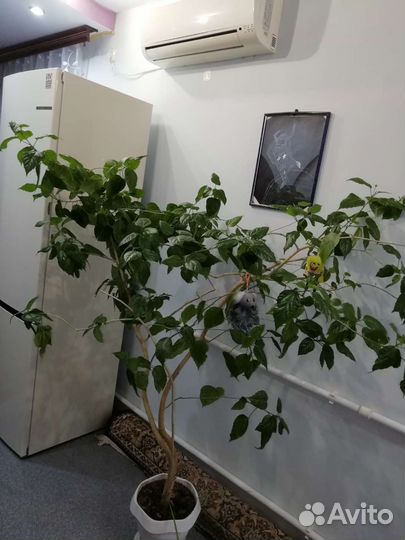 Гибискус китайская роза