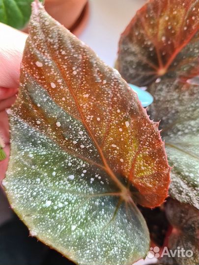 Бегония (Harbor Lights)