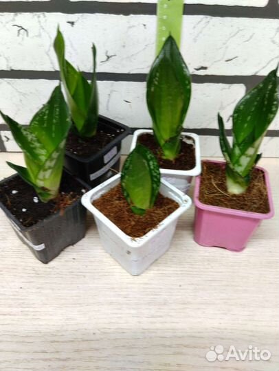 Сансевиерия сортовая 1