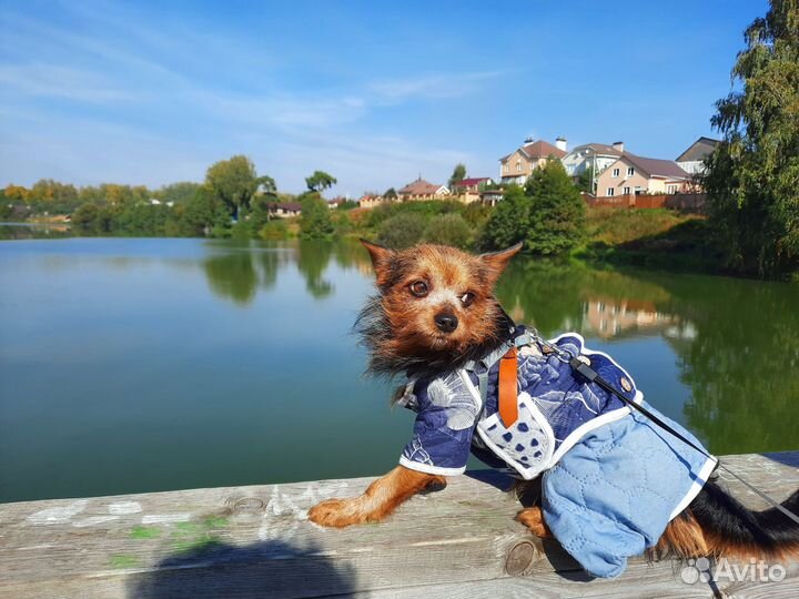 Нужна портная по пошиву одежды собачек