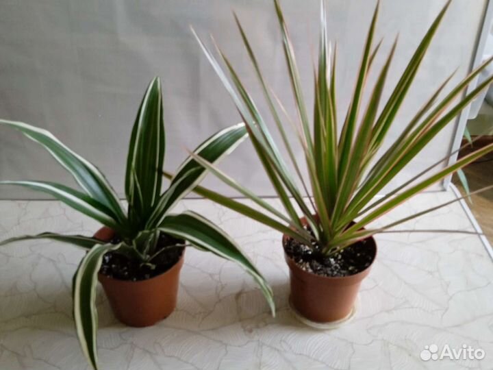 Комнатные растения цветы