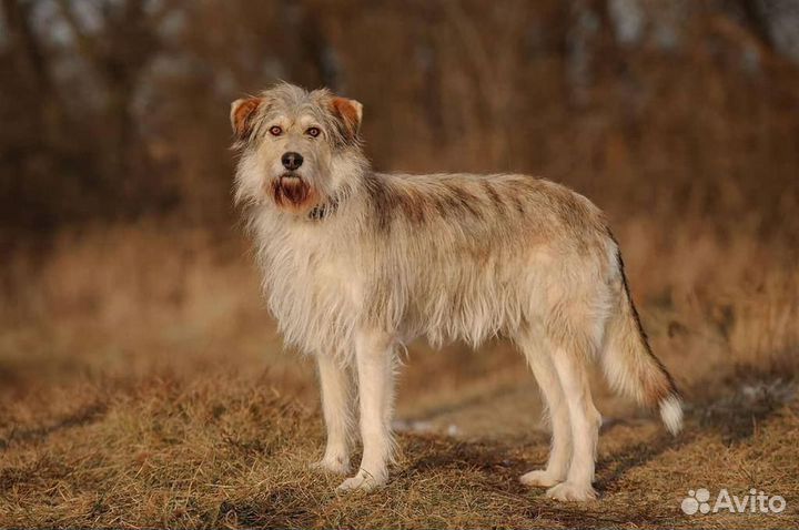 Нереальный красавец Сэмик ждёт свою семью