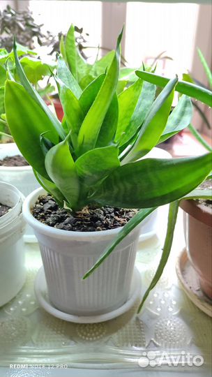 Сансевиерия ханни