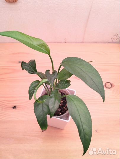 Эпипремнум пиннатум блю форм