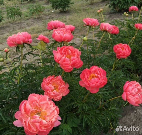 Пионы ито гибриды