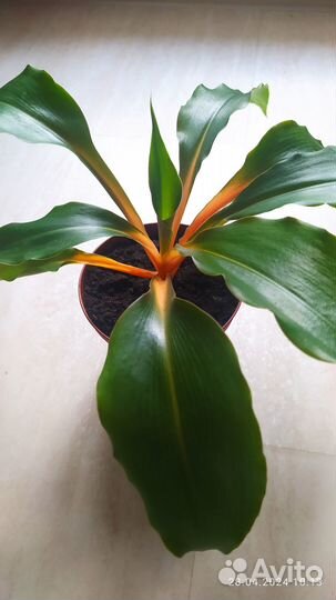 Хлорофитум грин оранж