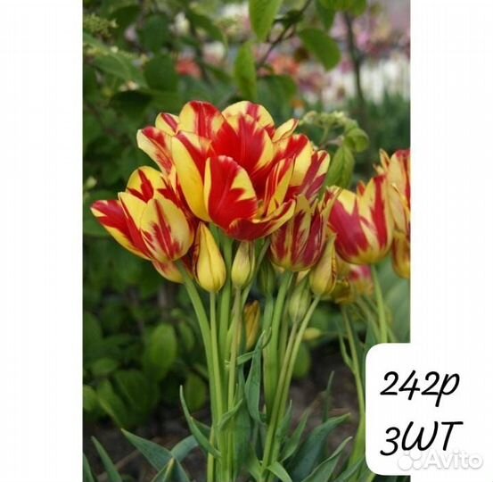 Тюльпан Дарвин гибрид