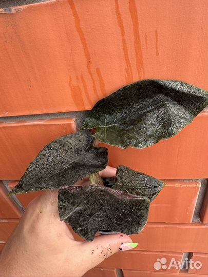 Алоказии разные сорта