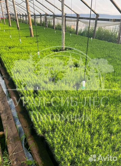 Предзаказ Лиственница Сибирская зкс сеянцы