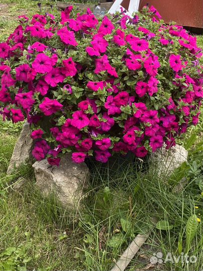 Семена петунии Wave purple уп 5шт