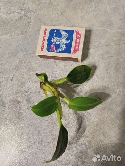 Филодендрон