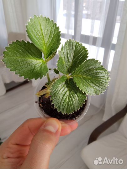 Клубника саженцы