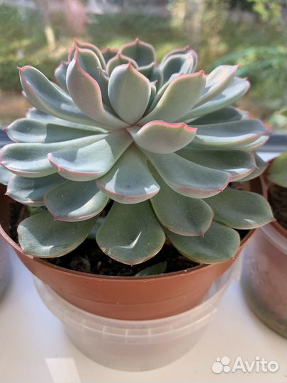 Суккуленты