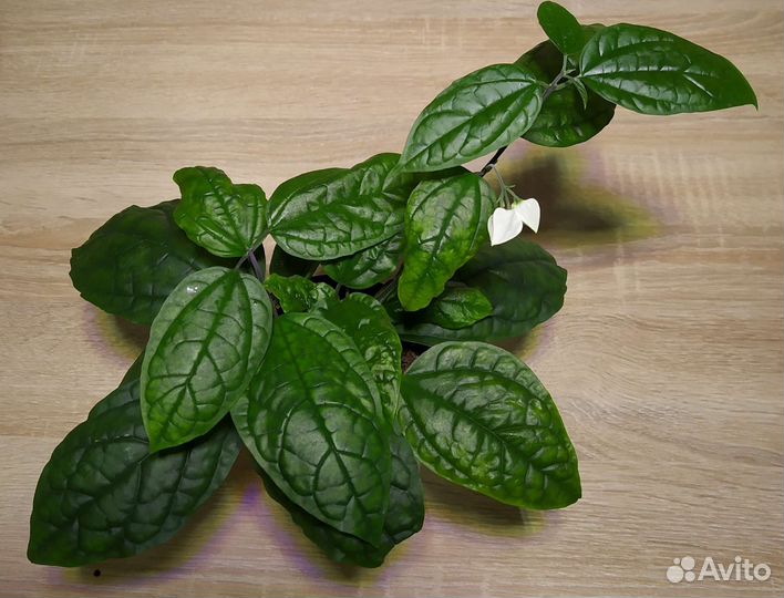 Комнатные цветы разные