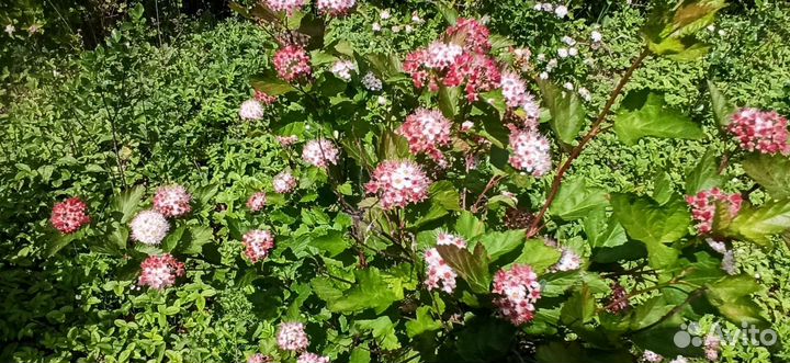 Саженцы деревьев и кустарников