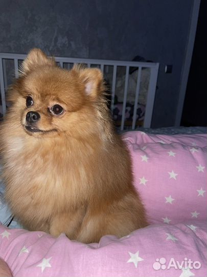 Немецкий шпиц