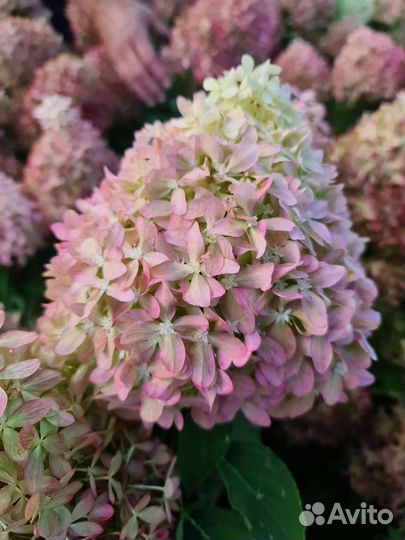 Бон файер гортензия, пиксио, самарская лидия