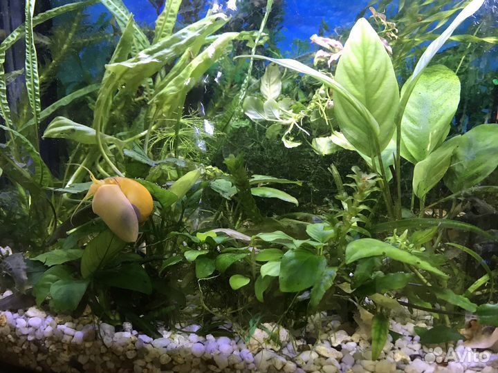 Уборка и чистка аквариума