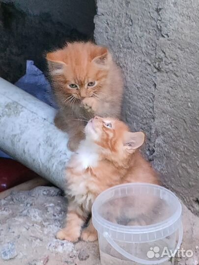 Отдам в хорошие руки котенка