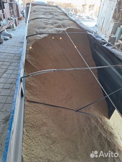 Зерно пшеница,овес,ячмень