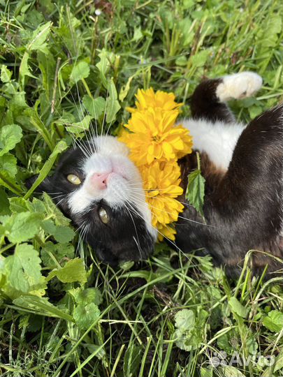 Кошки в добрые руки